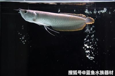 龍魚買回來多久喂食：龍魚買回來后多久喂食