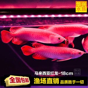 龍魚價格排名前十的品種是什么：龍魚價格排名前十的品種 龍魚價格排名前十的品種是什么：龍魚價格排名前十的品種 龍魚百科 第3張