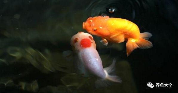 龍魚爛鰭病會自愈嗎？