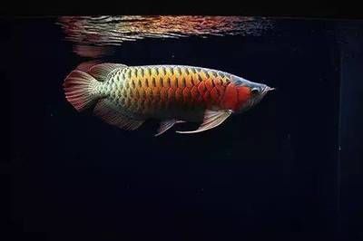 龍魚在低溫下的表現(xiàn)和應(yīng)對策略：關(guān)于龍魚在低溫下的表現(xiàn)及應(yīng)對策略的一些信息