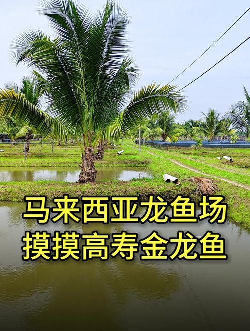 馬來西亞龍魚和新加坡龍魚的區(qū)別圖片大全