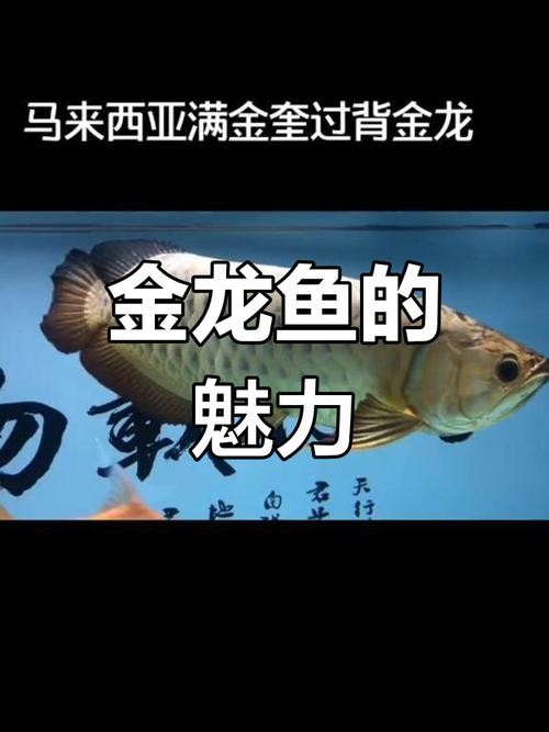 馬來西亞龍魚和新加坡龍魚的區(qū)別圖片大全
