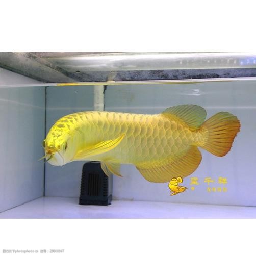 馬來西亞龍魚和新加坡龍魚的區(qū)別圖片大全