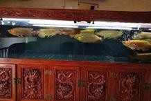 龍魚適合混養嗎