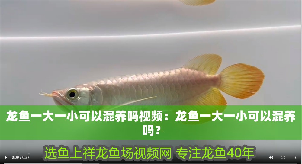 龍魚一大一小可以混養(yǎng)嗎視頻：龍魚一大一小可以混養(yǎng)嗎？