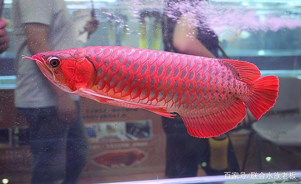 如何選擇可靠的紅龍魚商家？