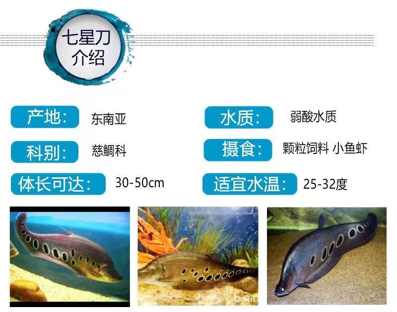 龍魚的飼料七星刀魚能吃嗎圖片:七星刀魚的飼養(yǎng)要求和混養(yǎng)注意事項(xiàng) 龍魚百科 第3張 龍魚的飼料七星刀魚能吃嗎圖片:七星刀魚的飼養(yǎng)要求和混養(yǎng)注意事項(xiàng) 龍魚的飼料七星刀魚能吃嗎圖片:七星刀魚的飼養(yǎng)要求和混養(yǎng)注意事項(xiàng) 龍魚百科 第3張