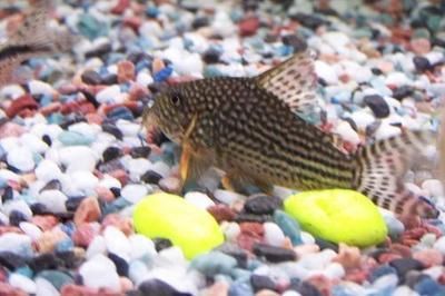 龍魚的飼料七星刀魚能吃嗎圖片:七星刀魚的飼養(yǎng)要求和混養(yǎng)注意事項(xiàng) 龍魚百科 第4張 龍魚的飼料七星刀魚能吃嗎圖片:七星刀魚的飼養(yǎng)要求和混養(yǎng)注意事項(xiàng) 龍魚的飼料七星刀魚能吃嗎圖片:七星刀魚的飼養(yǎng)要求和混養(yǎng)注意事項(xiàng) 龍魚百科 第4張