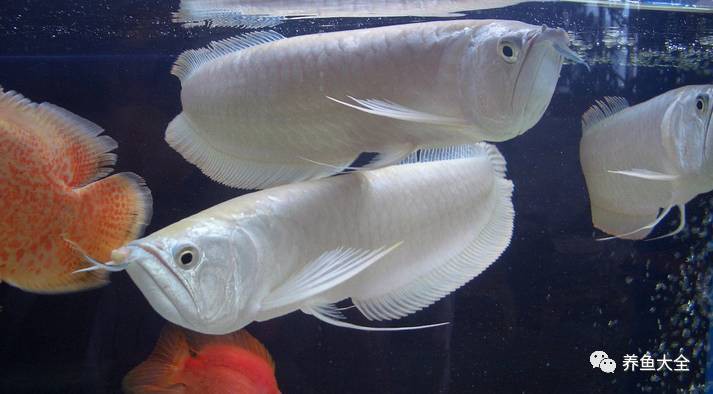 感染外寄生蟲后，龍魚能自愈嗎？