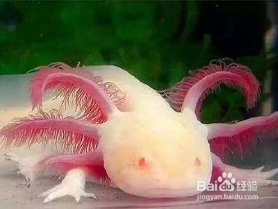 六角恐龍魚分公母有妙招:六角恐龍魚公母分辨方法 龍魚百科 第4張 六角恐龍魚分公母有妙招:六角恐龍魚公母分辨方法 六角恐龍魚分公母有妙招:六角恐龍魚公母分辨方法 龍魚百科 第4張