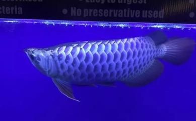 養龍魚用什么燈好看：龍魚養殖中的注意事項