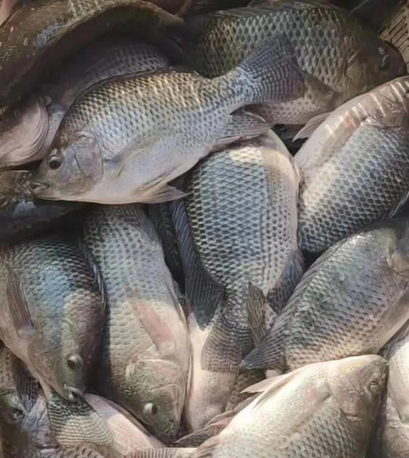 羅非魚跌破3元斤