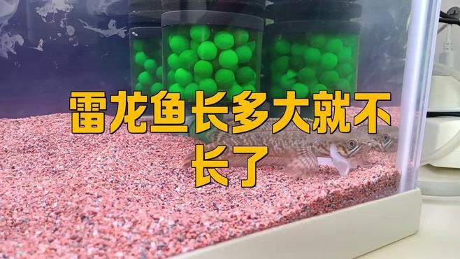 黑魔神雷龍魚最大能長(zhǎng)多大