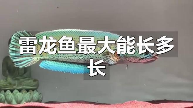 黑魔神雷龍魚最大能長(zhǎng)多大
