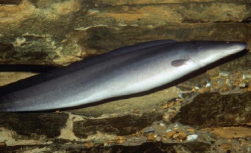 裸臀魚
