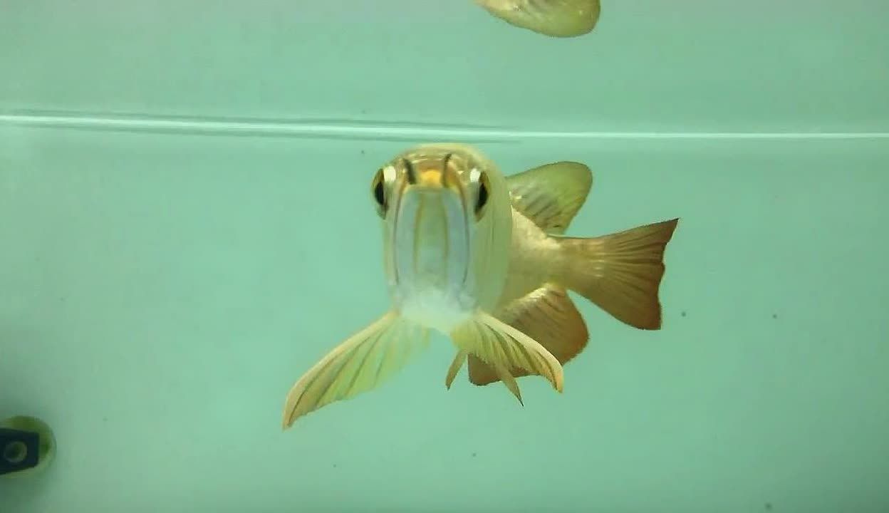 深圳水族批發市場（深圳最大水族批發市場是深圳海洋世界水族批發市場）