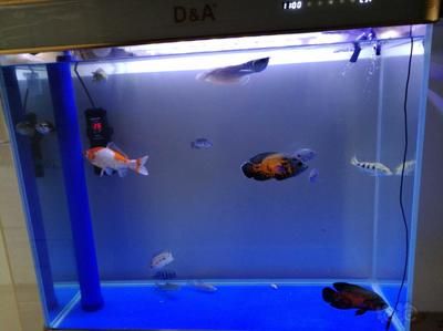 龍魚和七彩混養最好的魚缸：龍魚和七彩神仙魚混養的最佳配置時需要綜合考慮多種因素