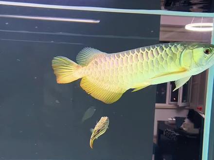 斑馬狗頭和龍魚混養好嗎