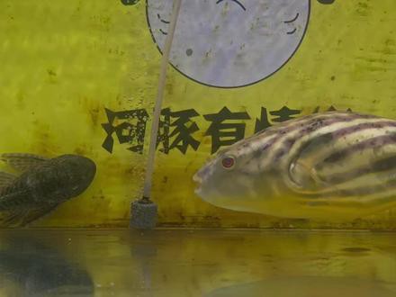斑馬狗頭和龍魚混養好嗎