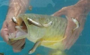 龍魚快死的癥狀表現(xiàn)：當(dāng)龍魚出現(xiàn)以下癥狀時，可能是身體出現(xiàn)問題，及時救治