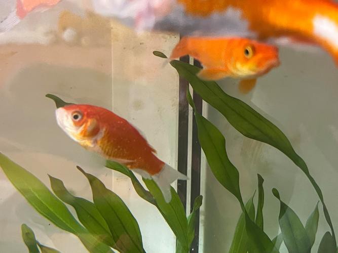 金龍魚身上有白點什么情況圖片 金龍魚身上有白點什么情況圖片 龍魚百科 第17張