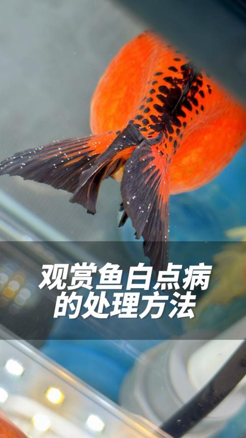 金龍魚身上有白點什么情況圖片 金龍魚身上有白點什么情況圖片 龍魚百科 第19張