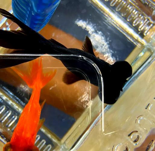 金龍魚身上有白點什么情況圖片 金龍魚身上有白點什么情況圖片 龍魚百科 第12張