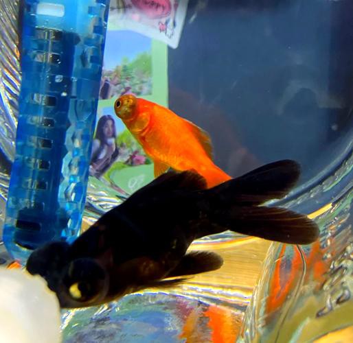 金龍魚身上有白點什么情況圖片 金龍魚身上有白點什么情況圖片 龍魚百科 第13張