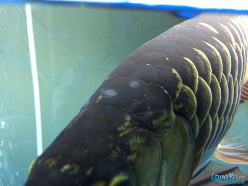 金龍魚身上有白點什么情況圖片 金龍魚身上有白點什么情況圖片 龍魚百科 第9張