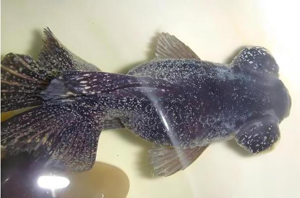 金龍魚身上有白點什么情況圖片 金龍魚身上有白點什么情況圖片 龍魚百科 第5張