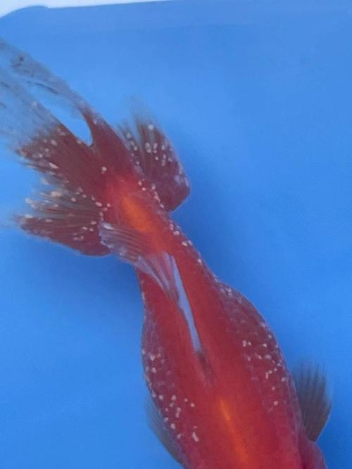 金龍魚身上有白點什么情況圖片 金龍魚身上有白點什么情況圖片 龍魚百科 第10張