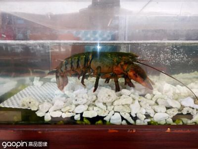 70公分紅龍魚捕食大蜻蛙（70公分紅龍魚捕食大蜻蛙360問答） 70公分紅龍魚捕食大蜻蛙（70公分紅龍魚捕食大蜻蛙360問答） 龍魚百科 第1張