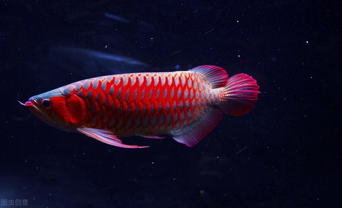 成年紅龍魚幾天喂一次（關于成年紅龍魚喂食頻率的詳細信息）