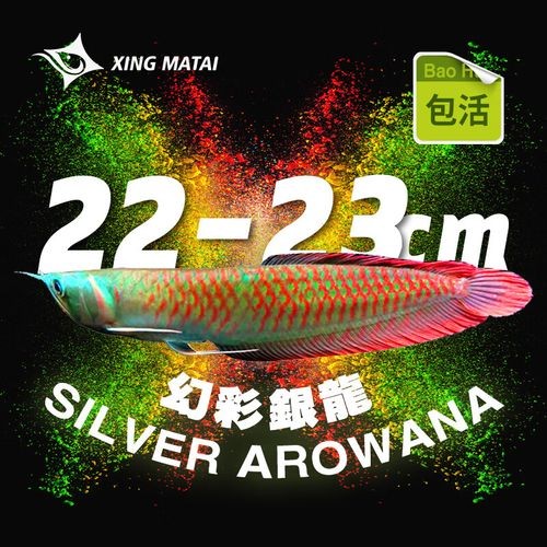 雀鱔魚和銀龍魚 雀鱔魚和銀龍魚 龍魚百科 第2張