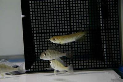 龍魚多久繁殖一次最好
