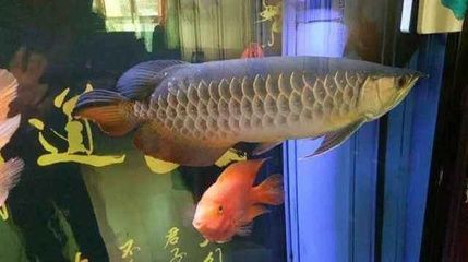 練手龍魚好養嗎：星點龍魚、青龍魚和銀龍魚都是適合新手飼養的練手魚