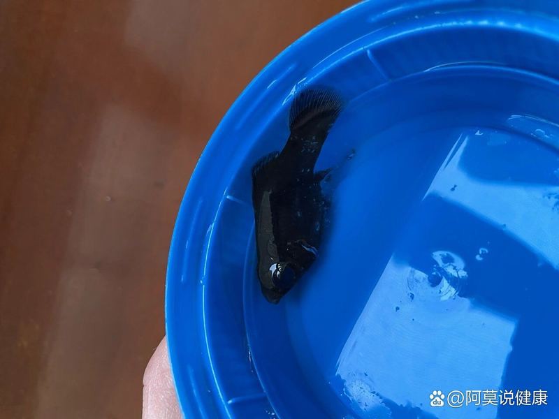 龍魚白膜病治療期間需要換水嗎？