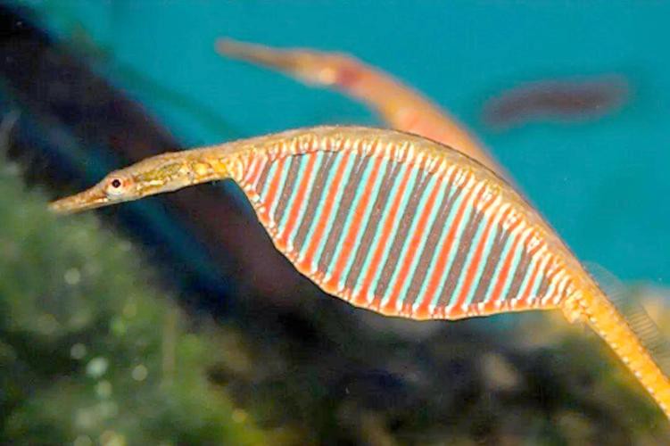 淡水海龍魚好養嗎怎么養活