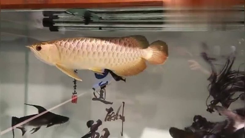 鯊魚能不能和金龍魚混養呢視頻