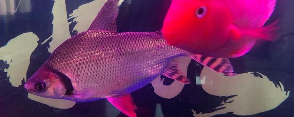 飛鳳魚混養(yǎng)注意事項(xiàng)，飛鳳魚混養(yǎng)水族箱布局