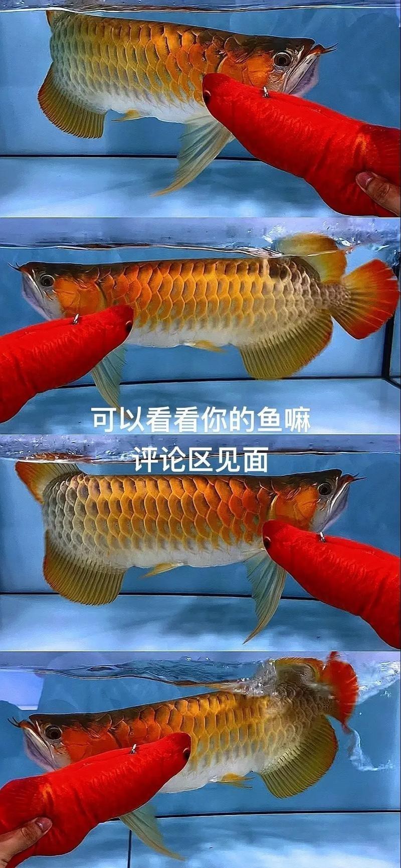 紅龍魚的特點和特征圖片欣賞