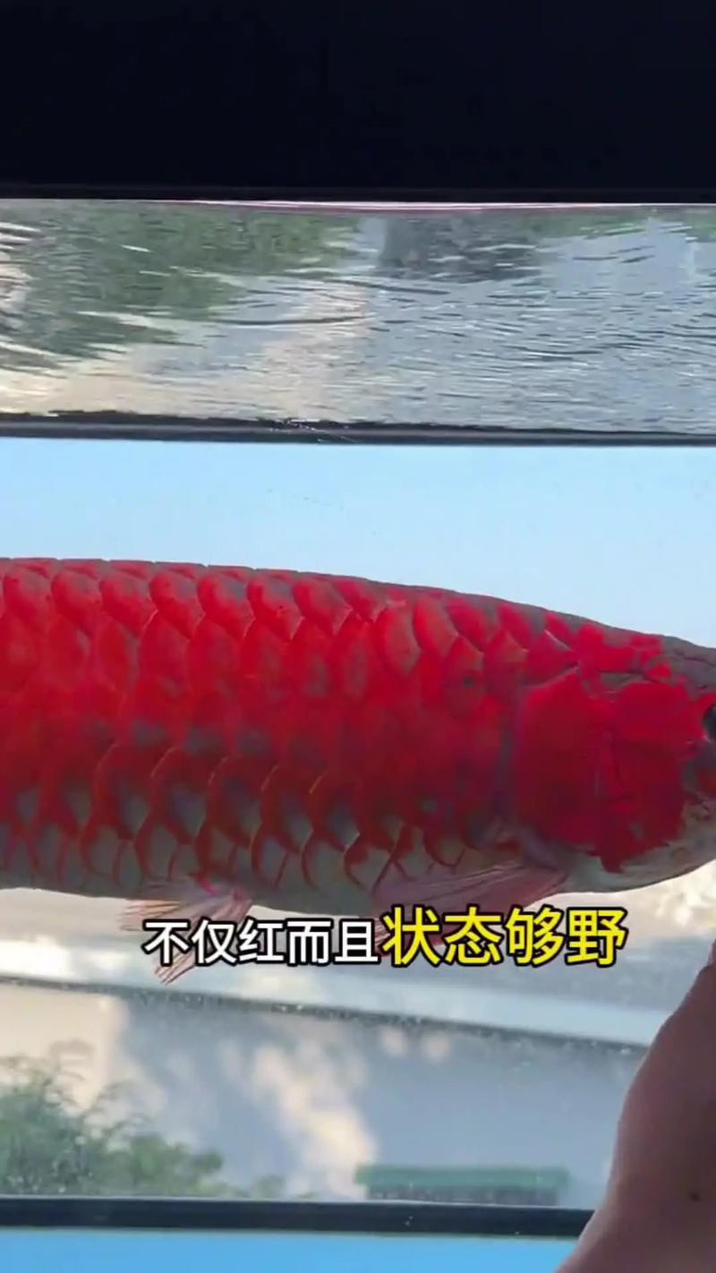 紅龍魚的特點和特征圖片欣賞
