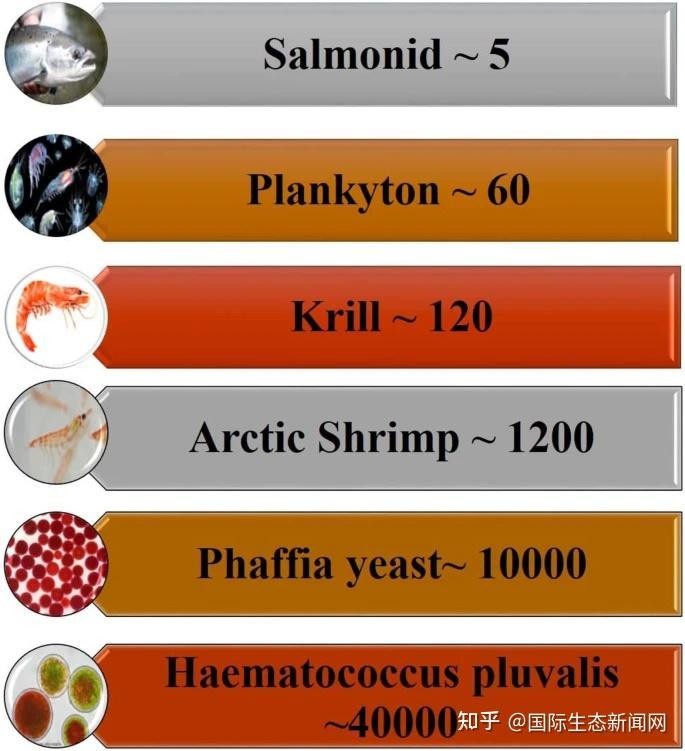 雷龍魚吃什么長得好一點