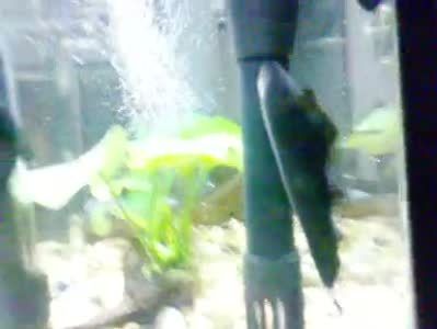 羽毛刀魚苗喂養頻率調整：羽毛刀魚苗喂養頻率的調整