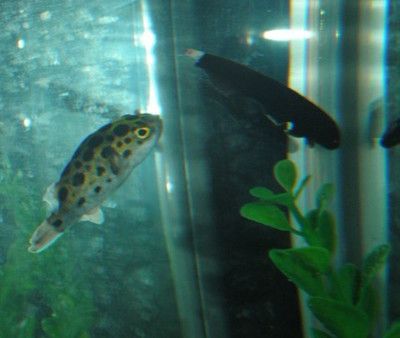 羽毛刀魚苗喂養頻率調整：羽毛刀魚苗喂養頻率的調整