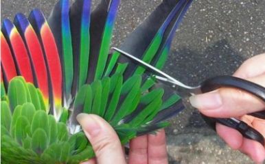 羽毛刀魚苗喂養頻率調整：羽毛刀魚苗喂養頻率的調整