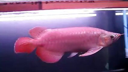 王龍魚的視頻（關于“王龍魚”的視頻）