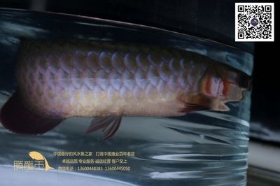 王龍魚的視頻（關于“王龍魚”的視頻）