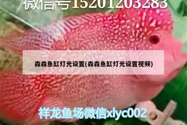 合肥哪里有好龍魚賣（合肥啟洋之家水族和合肥瑤海區多彩水族魚缸專賣店）