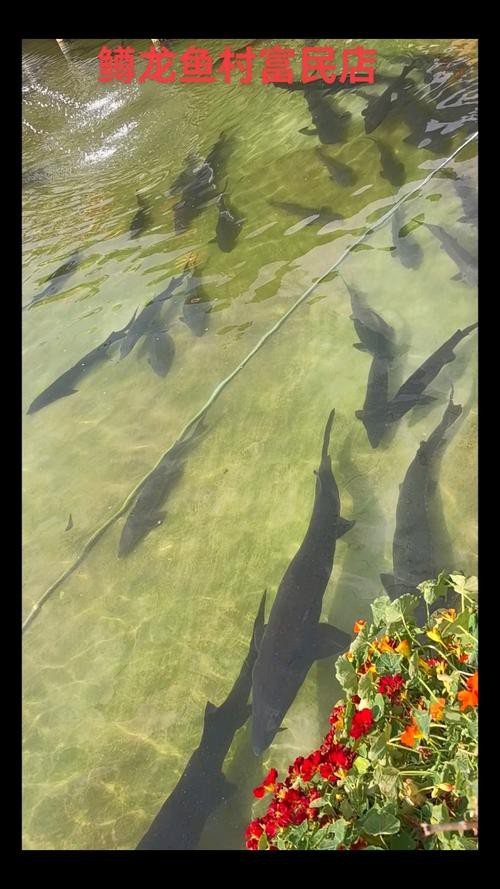 昆明龍魚市場